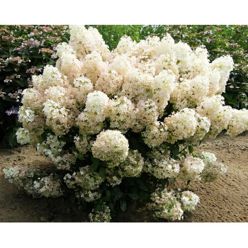 Гортензия метельчатая Bobo