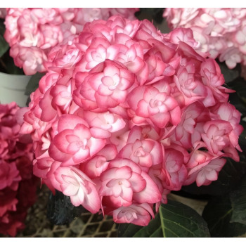 Гортензия крупнолистная You and Me Miss Saori (Ю Энд Ми Мисс Саори)