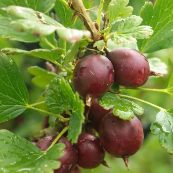 Саженцы Крыжовник Каптиватор