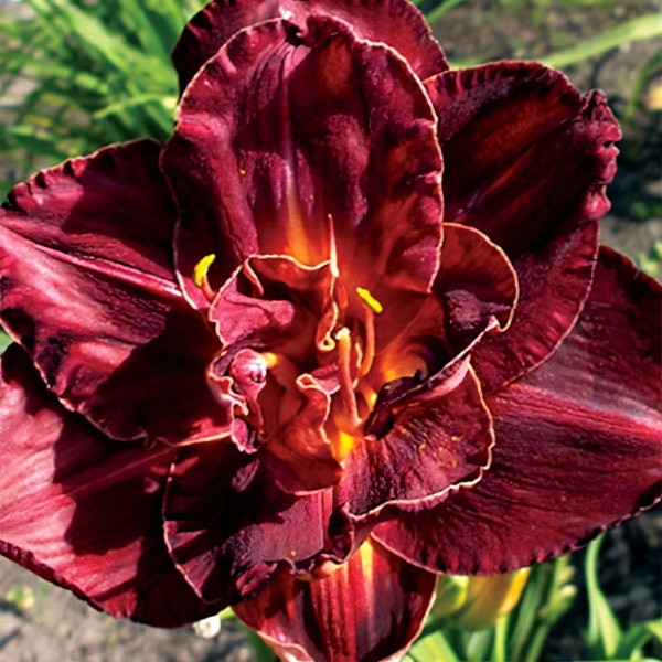 Саженцы Лилейник Burgundy Love (Бургунди Лав)