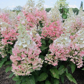 Гортензия метельчатая Confetti (Конфетти)