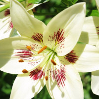 Луковицы  Лилия биколор азиатская Centerfold (Центерфольд) (3шт.)