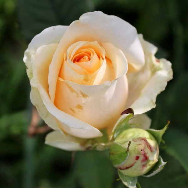 Саженцы Роза чайно-гибридная Мондиаль