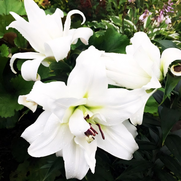 Луковицы Саженцы Лилия ОТ гибрид White Eyes (Уайт Айз) (3шт.)