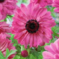 Саженец Анемона махровая Адмирал