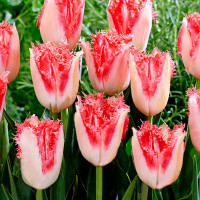 Луковицы Тюльпан бахромчатый Свит Симон (в упаковке - 3шт.)