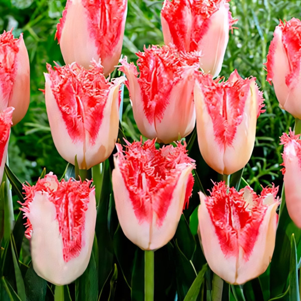 Луковицы Тюльпан бахромчатый Свит Симон (в упаковке - 3шт.)