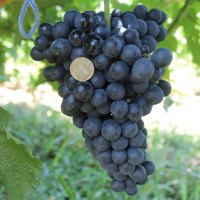 Саженцы Виноград кишмиш Черный изумруд