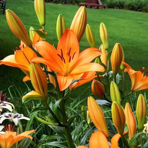  Лилия азиатская Brunello (Брунелло)