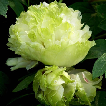 Саженцы Пион Зелёный Шар