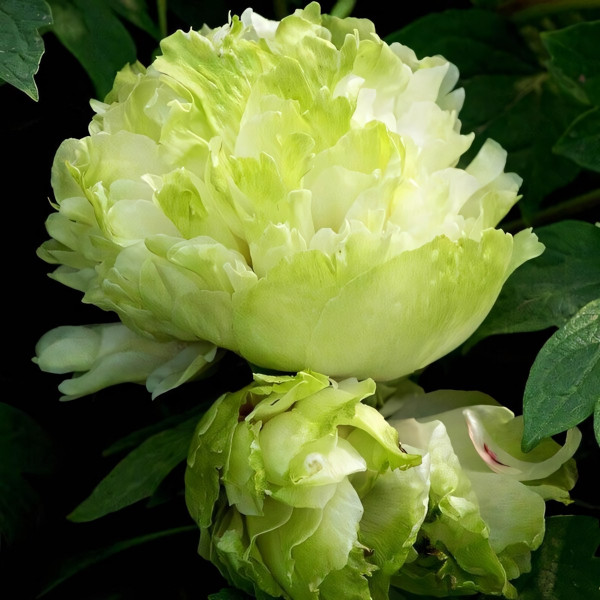 Саженцы Пион Зелёный Шар