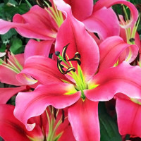 Луковицы Саженцы Лилия ОТ гибрид Imprato (Импрато) (3шт.)