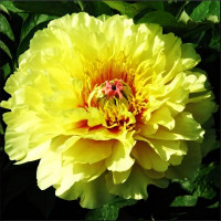 Саженцы Пион Garden Treasure (Гарден Треже)