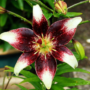  Лилия биколор азиатская Netty's Pride (Нэттиз Прайд)