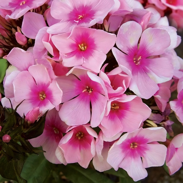 Саженцы Флокс Brilliant Eye (Бриллиант Ай)