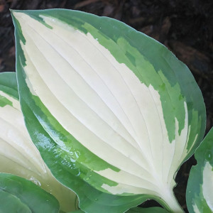 Саженцы Хоста Christmas Island (Кристмас Айсленд) М