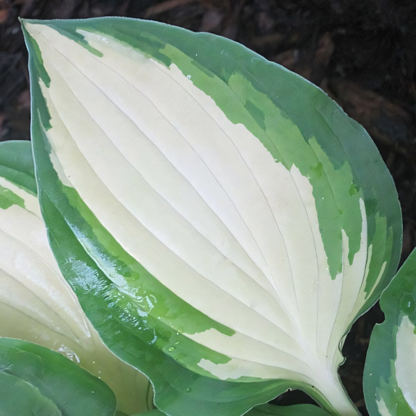 Саженцы Хоста Christmas Island (Кристмас Айсленд) М