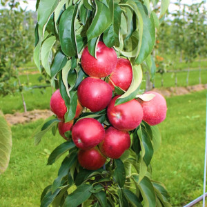 Саженцы Яблоня колоновидная  Граф Юджин