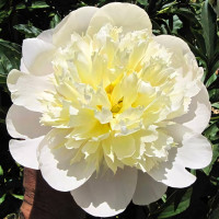 Саженец Пион Примавера