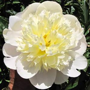 Пион Примавера