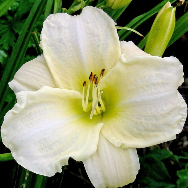 Саженцы Лилейник White Temptation (Уайт Темптейшн)