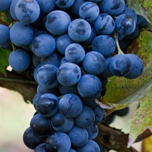 Саженцы Виноград Мускат Блау