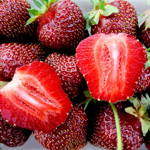 Клубника Черный принц (в упаковке 5шт.)