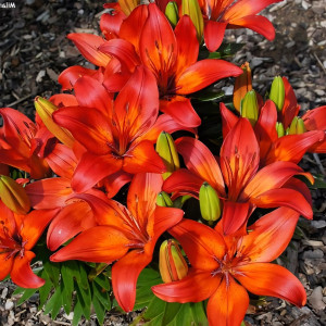  Лилия азиатская Matrix (Матрикс)