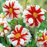 Саженцы Георгина Fire and Ice (Файр энд Айс)