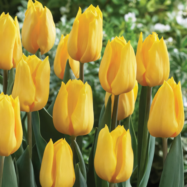 Луковицы Тюльпан Триумф Мускадет (в упаковке - 3шт.)