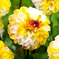 Саженцы Георгина Double Jill