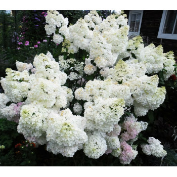 Гортензия метельчатая Grandiflora