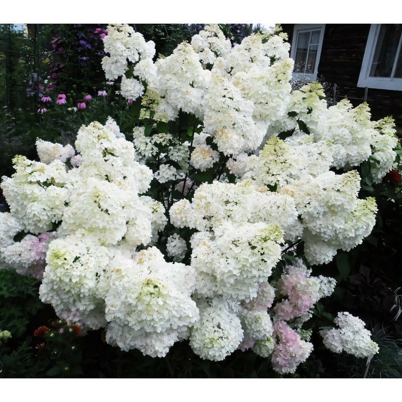 Саженец Гортензия метельчатая Grandiflora