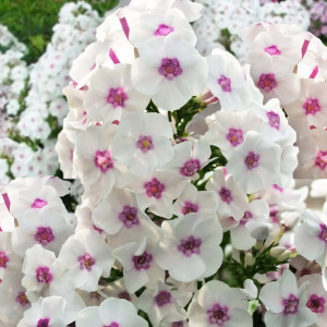 Саженцы Флокс Весенний Сад