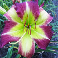 Саженцы Лилейник Mike-Reed (Майк-Рид)