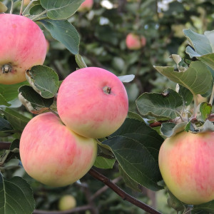 Саженцы Яблоня Георгиевское