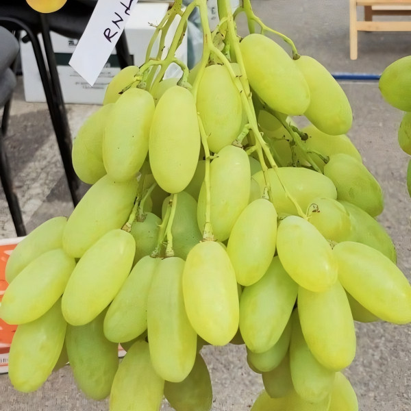 Саженцы Виноград Белая акация