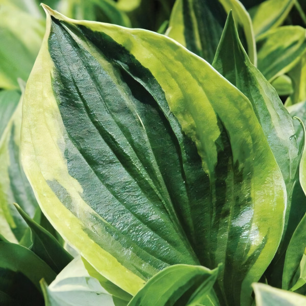 Саженцы Хоста Anne (Энни) М