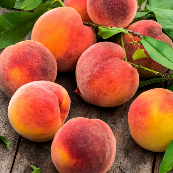 Саженцы Персик колоновидный Штайнберг