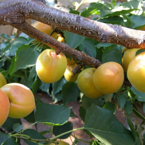 Саженцы Абрикос Шалах (Еревани)