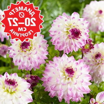 Саженцы Георгина Hapet Blue Eyes