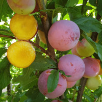 Саженцы Слива Супериор