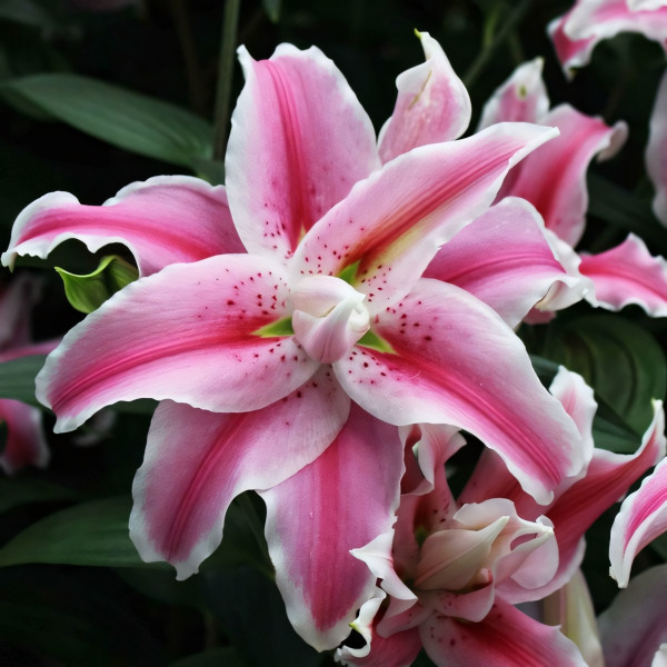 Луковицы  Лилия махровая восточная Distant Drum (Дистант Драм) (3шт.)