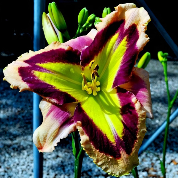 Саженцы Лилейник Pikes Peak (Пайкс Пик)