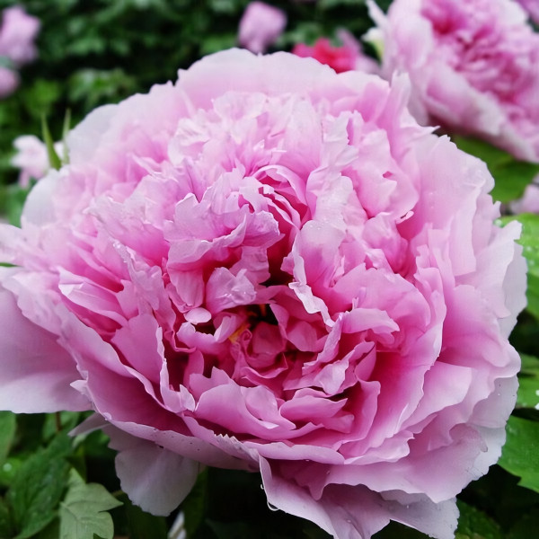 Саженцы Пион Песня Дождя