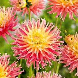 Саженцы Георгина кактусовая Alfred Grille (Альфред Грилль)