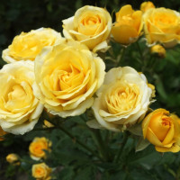 Саженцы Роза спрей Сан Сити