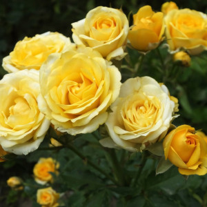 Саженцы Роза спрей Сан Сити