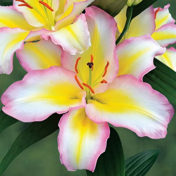 Луковицы  Лилия восточная Primrose Hill (Примроуз Хилл) (3шт.)