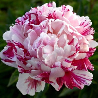 Саженцы Пион Kirinmaru (Киринмару)